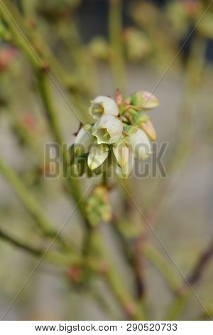 Highbush Blueberry - Latin Name - Vaccinium Corymbosum Blueray