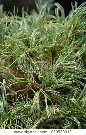 White Pine Green Curls - Latin Name - Pinus Strobus Green Curls