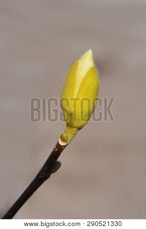 Magnolia Yellow Bird - Latin Name - Magnolia X Brooklynensis Yellow Bird