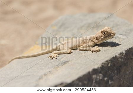 Closeup Detail Of Egyptian Desert Agama Lizard On A Rock In Harsh Arid Environment