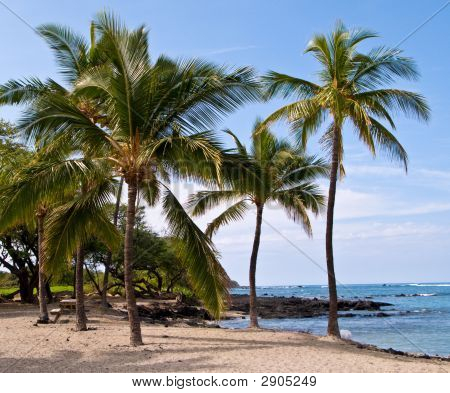 Palmy na Havajské pláži