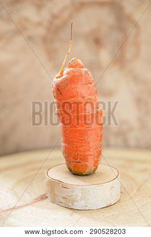 One Small Non-standard Ugly Carrot Are Standing On Birch Saw Cut.