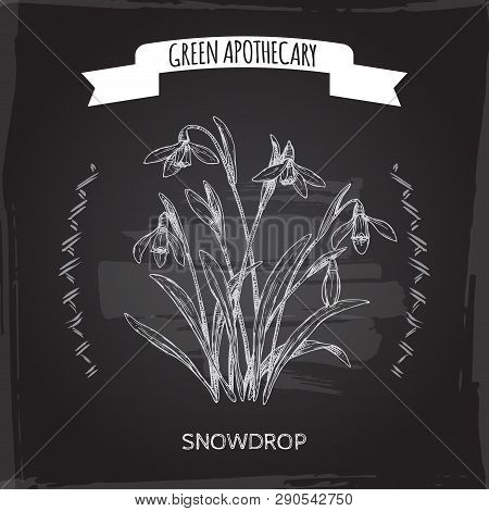 Galanthus Nivalis Aka Snowdrop Sketch On Black. Green Apothecary Series.