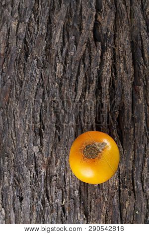Fruit Of Lulo On Tree Bark (solanum Quitoense)