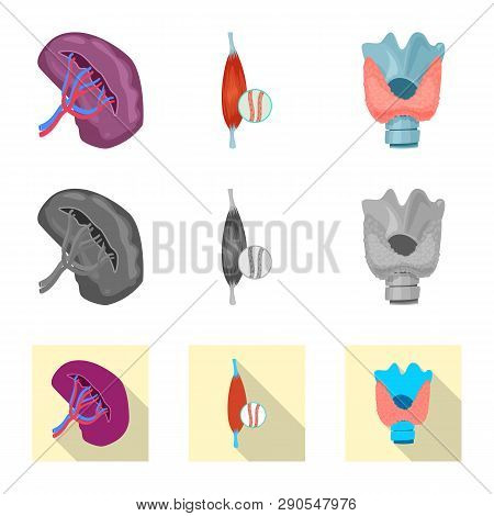 Vector Design Of Body And Human Icon. Set Of Body And Medical Vector Icon For Stock.