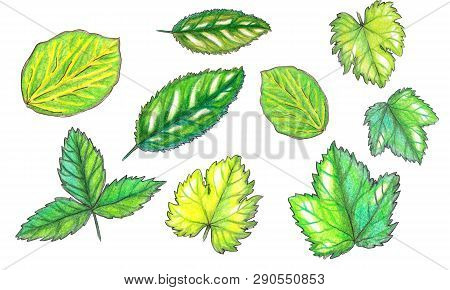 Set Of Watercolor Fruit Leaves. Cherry, Strawberry, Lindan, Currant.isolated On White Background. Pe