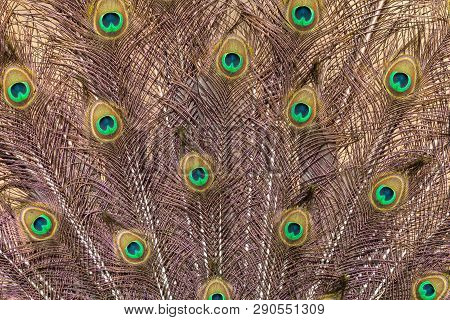 Pattern of peafowl ornate tail feathers with colourful eyespots. Beautiful plumage fan with purple metallic sheen and blue and green spots.