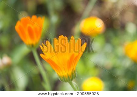 Preparations Made On The Basis Of Calendula Have A Calming Effect On The Central Nervous System, Red