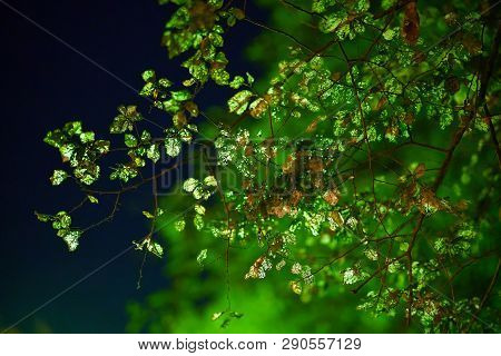 Autumn Leaves In Backlight In Spianada Square In Corfu, Greece