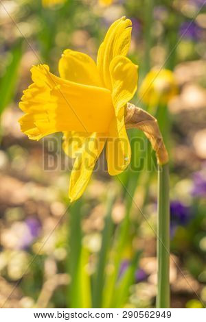 Gelbe Narzissen (narcisseae) Blühen Im März 18- 19.3.2019