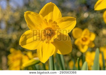 Gelbe Narzissen (narcisseae) Blühen Im März 3 - 19.3.2019