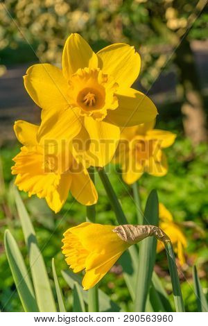 Gelbe Narzissen (narcisseae) Blühen Im März 5 - 19.3.2019