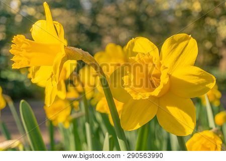 Gelbe Narzissen (narcisseae) Blühen Im März 4 - 19.3.2019