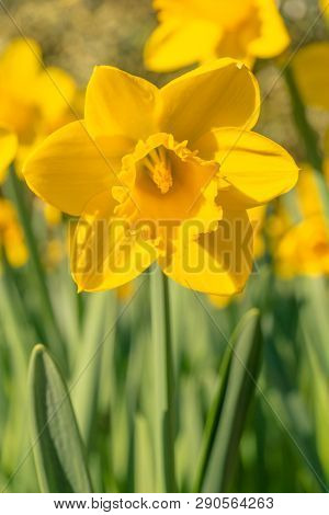 Gelbe Narzissen (narcisseae) Blühen Im März 7 - 19.3.2019