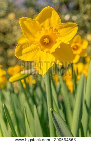 Gelbe Narzissen (narcisseae) Blühen Im März 9 - 19.3.2019