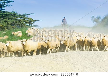 Moeraki New Zealand - October 23 2018; Through Dust And Haze Kicked Up A Farmer Following With Sheep