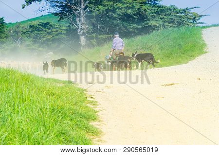 Moeraki New Zealand - October 23 2018; Through Dust And Haze Kicked Up A Farmer Following With Sheep