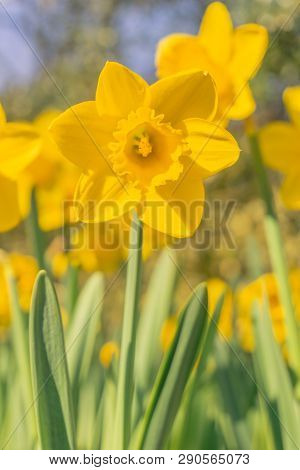 Gelbe Narzissen (narcisseae) Blühen Im März 11 - 19.3.2019