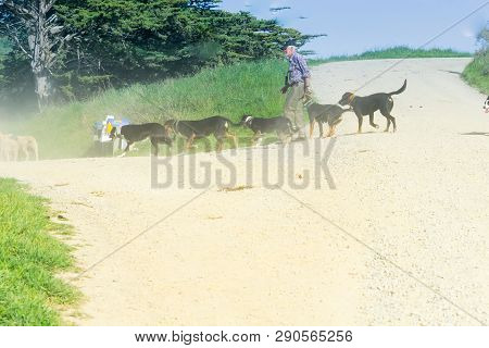 Moeraki New Zealand - October 23 2018; Through Dust And Haze Kicked Up A Farmer Following With Sheep