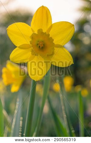 Gelbe Narzissen (narcisseae) Blühen Im März 10 - 19.3.2019