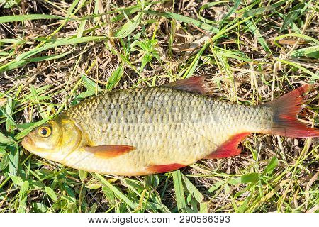 Fish With Red Fins On The Grass. Rudd - Scardinius Erythrophthalmus