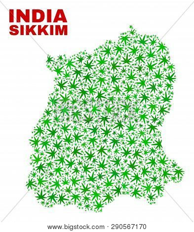 Vector Cannabis Sikkim State Map Collage. Concept With Green Weed Leaves For Cannabis Legalize Campa