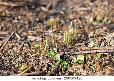 Young Shoots Of Grass Sprout On Burning After A Fire Of Grass Fire. Consequences Of A Catastrophe. S