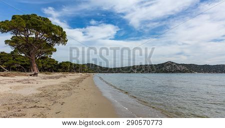 Greece, Attica. Schinias Coast, National Park. Pine Trees On The Sandy Beach Against Blue Sky Backgr