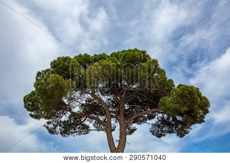 Pine Tree On Blue Sky Background, Schinias National Park, Greece, Attica