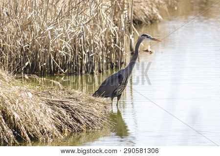 Blue Heron Warily Wading In The Marshes