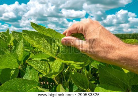 Farm Worker Controls Development Of Soybean Plants