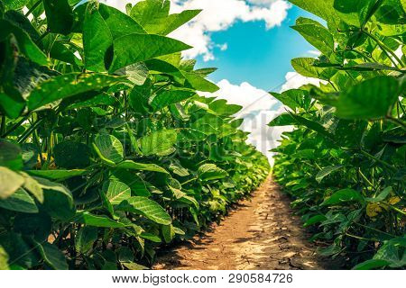 Close Up Of Organic Soybean Crop Growing In The Field With Beautiful Summer Sky In Background