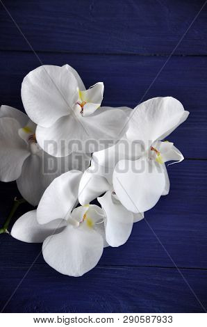 White Phalaenopsis Orchid Branch With Five Niveous Flowers On The Blue Wooden Background, Selective 