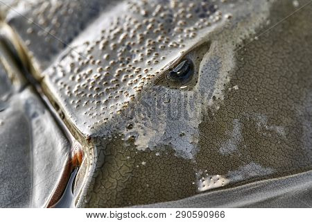 Macro Photo Of Forepart Of Amazing Horseshoe Crab