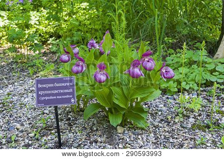 Blooming Orchid Of The Cypripedium Macranthos Species In The Botanical Garden. The End Of May. Trans