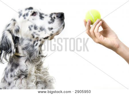 spielen mit Hund