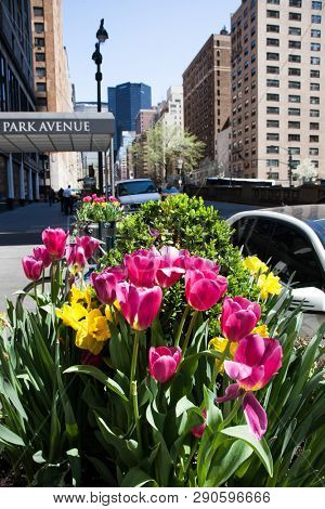 NEW YORK, NY, USA - APRI 22, 2015: Tulips on Park Avenue in NYC during spring season seen.