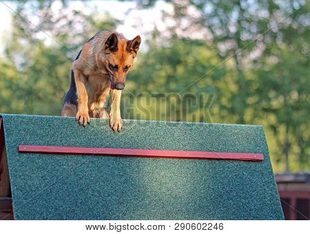 German Shepherd Training Aport In Playing Ground. The Background Is Gren.