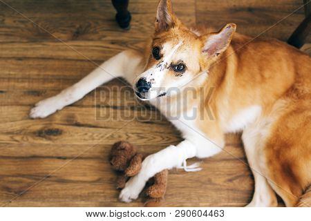 Cute Golden Dog Lying With Injured Paw After Medicine Treatment At Veterinary, Hugging His Teddy Bea