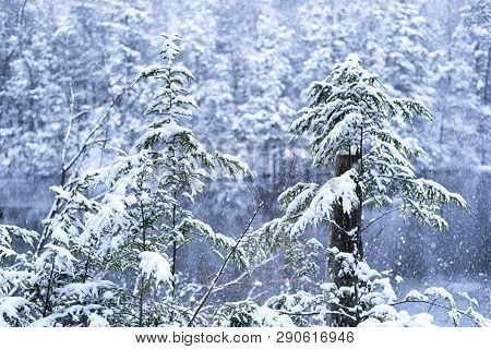 Snowing Falling At Burr Pond State Park In Wintertime In Torrington Connecticut In Litchfield County