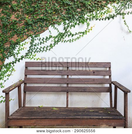 Wooden Bench On White Wall Covered With Climbing Fig (creeping Fig, Ficus Pumila) Leaves. Ornamental