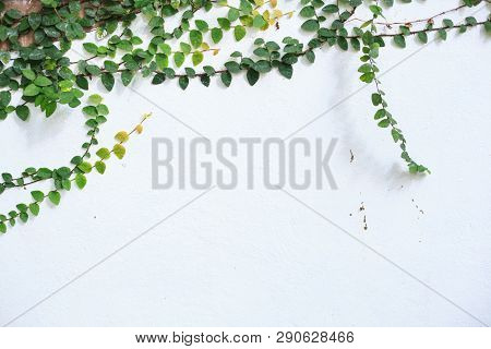 Climbing Fig (creeping Fig, Ficus Pumila), Woody Evergreen Vine, Has Creeping Or Vining Habit, Used 