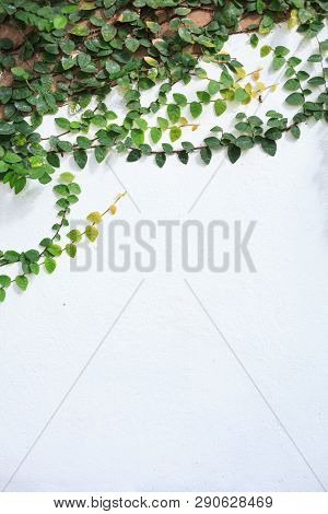 Climbing Fig (creeping Fig, Ficus Pumila), Woody Evergreen Vine, Has Creeping Or Vining Habit, Used 
