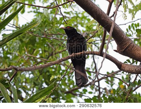 Closeup Male Asian Koel Bird Perched On Branch