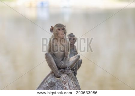 Monkey (craque-eating Macaque) Eats Corn On Rocks
