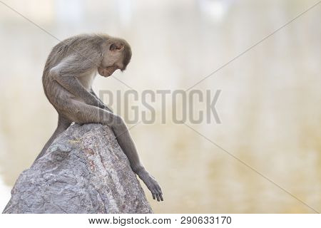 Monkey (craque-eating Macaque) Eats Corn On Rocks