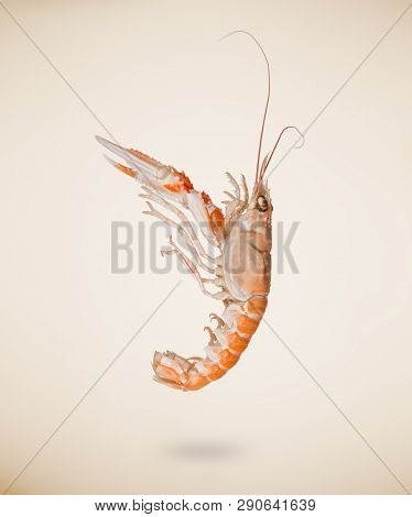 Back view of raw langoustine or scampi isolated on beige background.