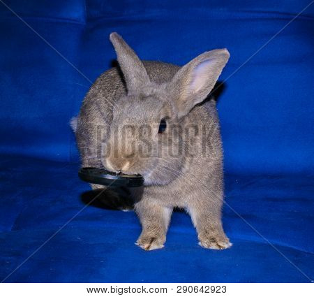 Coward Homes Nice Rabbit Gray Small Rodent