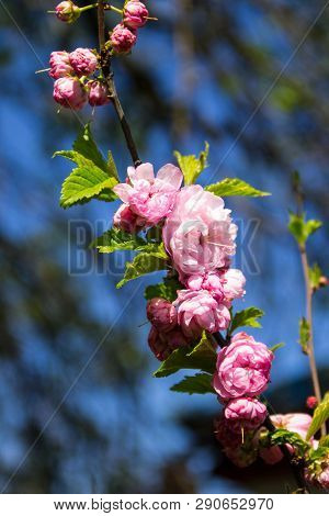 Branch Of Prunus Triloba (louiseania Ulmifolia) Blossoms. Twig Of Almond Trilobate With Beautiful Pi