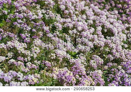 Pink Sweet Allysum Or Carpet Of Snow Flowers Close Up, Floral Background
